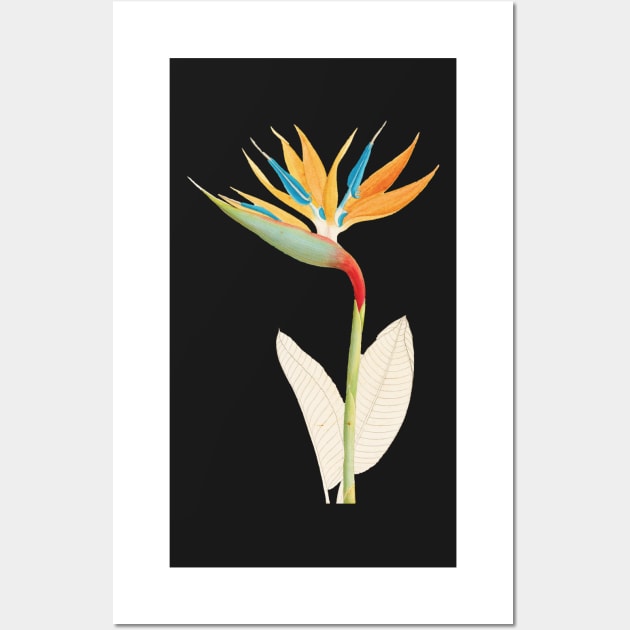 Bird of Paradise - Strelitzia Reginae - botanical illustration Wall Art by chimakingthings